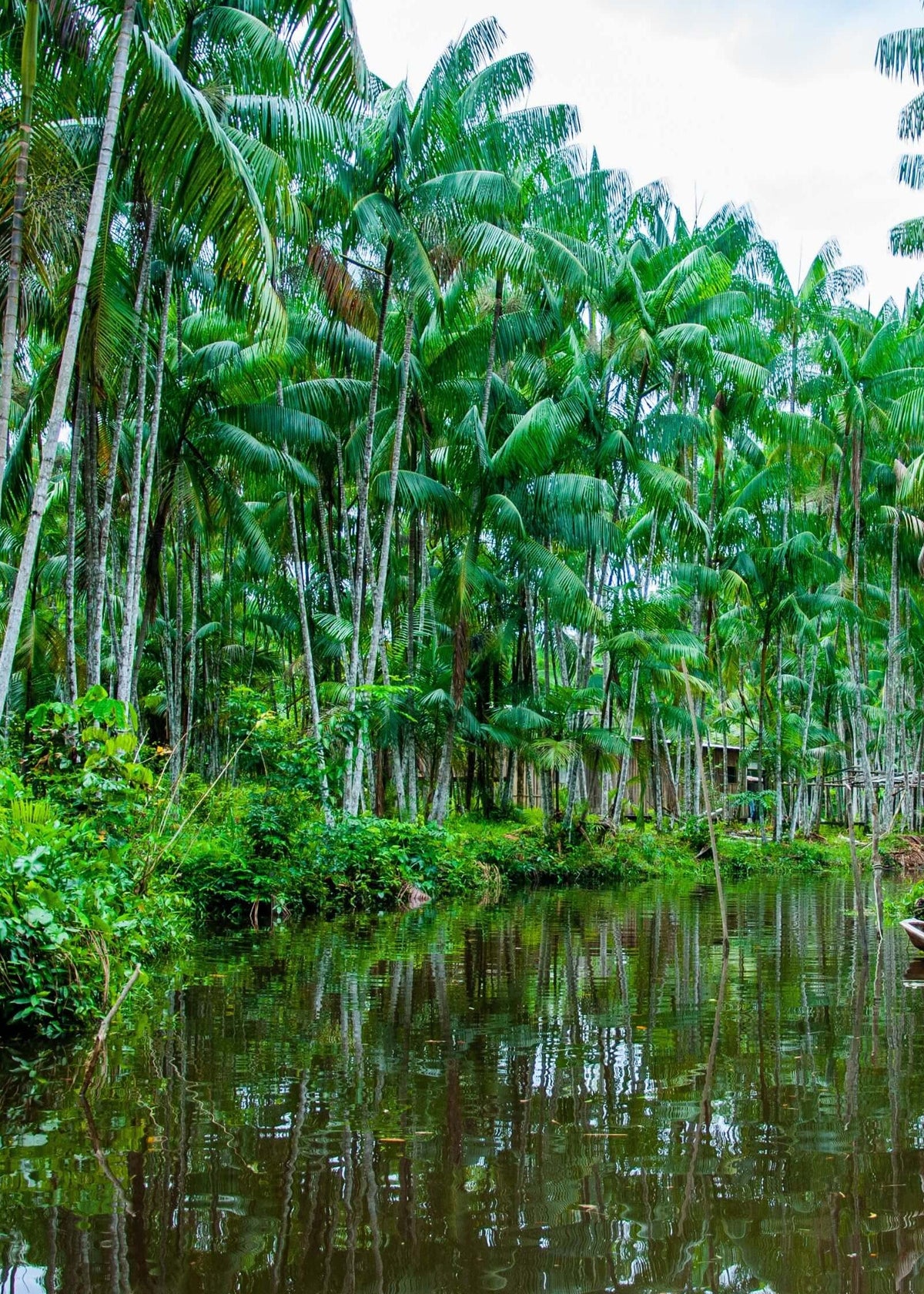 floresta de açaí no Brasil